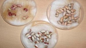 Спаржевая фасоль выращивание и уход