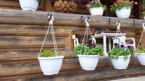 Петуния Тайдал. Petunia Tidal.