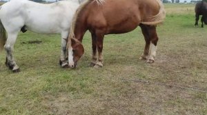 Брачные ласки Жеребца и Кобылы