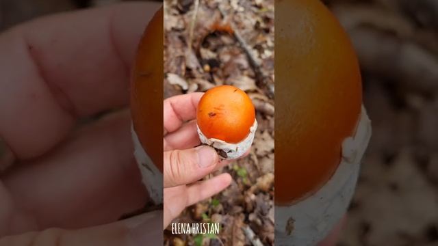 Цезарь(Падишах) и болет(белый гриб). Осенние грибы в Турции. Сентябрь 2024. смотреть онлайн