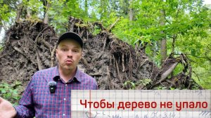 Чтобы деревья не падали