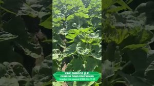 Весь цикл выращивания гибрида F1 подсолнечник НСХ 6007