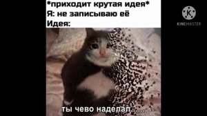 Мемы и коты!-похищение и поиски Петровича!