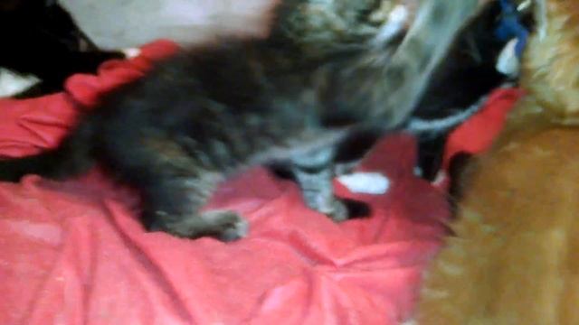 Best of the best kittens Maine Coon. Лучшие из лучших котята Мейн-кун смотреть онлайн