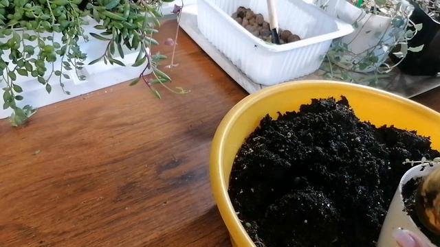 Собираем ФИТО МОДУЛЬ на подоконника.  ЭКОНОМИМ пространство, ПЕРЕСАЖИВАЕМ ампельные растения.