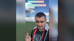 Защита рапса от капустной моли