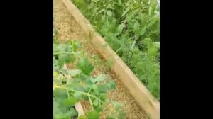 ГАЛКИН САД ЛАЙФ в прямом эфире