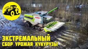 Экстремальный сбор урожая кукурузы на затопленном поле.