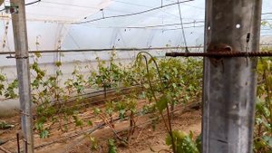 Посадка картошки . Виноград в теплице и на открытом грунте .