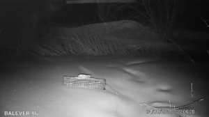 Привада на лису