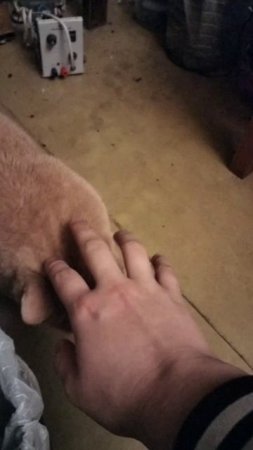 scene_output.mp4