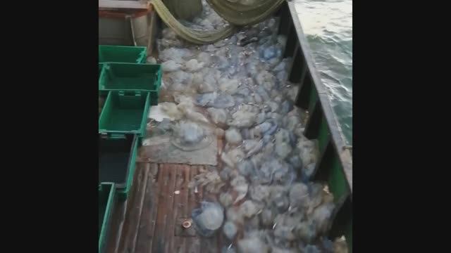 **(Новые уловы в Азовском море)**