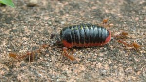 Pill-millipede attacked by ants, Thailand. 20150929_141005.m2ts