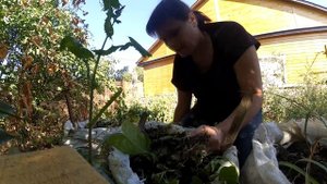 Как омолодить картофель ? Результат есть! Сорт перца mini vell.Молодая земляника.