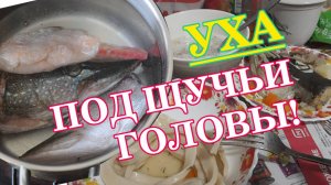 Уха "ПОД ЩУЧЬИ ГОЛОВЫ"
