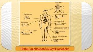 Биологические ритмы