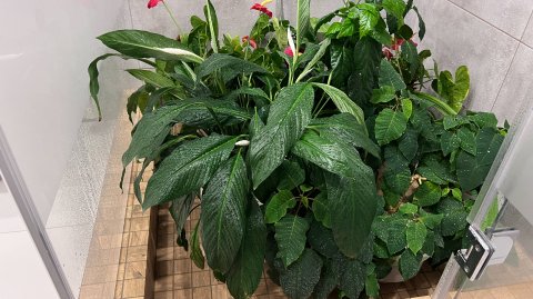 Комнатные растения. Купание и домашний уход