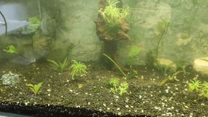 Полный перезапуск аквариума .надеюсь получится из него травник.🤯🪴🌿🌱