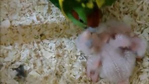 Птенцы какарики  Осваиваем просторы, пока гнезда