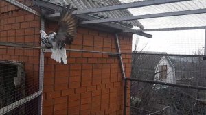 Новые голуби в нашем питомнике. Привезли пару из Донецка. Николаеские голуби.