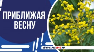 СОЧИНСКАЯ МИМОЗА СТАЛА ОБЪЕКТОМ ДЛЯ ФОТОСЕССИЙ!