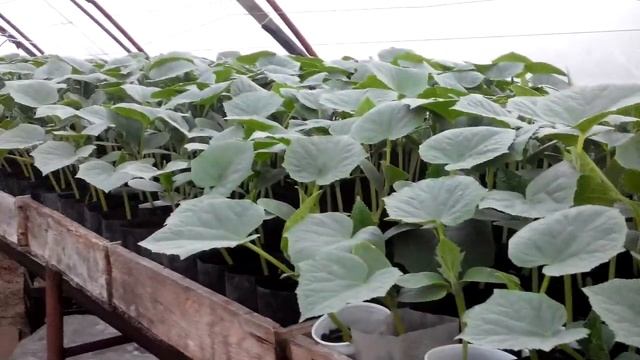 Посадка огурцов.Ещё один рывок...Лютояр 21 день рассаде смотреть онлайн