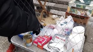 Голуби по 10 000 рублей Романа Головина "Донецкого". Общаемся на ярмарке в Красном Луче.