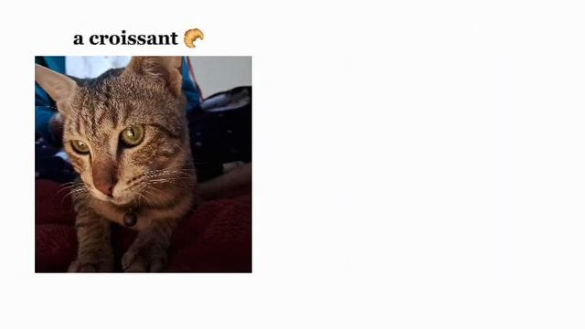 Today i wanted to eat a croissant 🥐 meme |Cat video| |funny cat video| |Meme| |meme rewind| смотреть онлайн