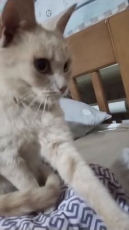 Дочка смешно озвучила кошку !