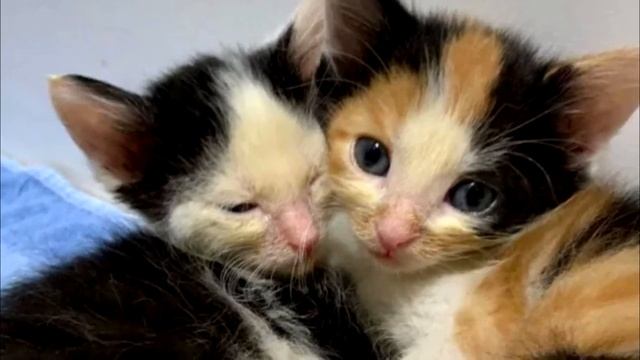 Брошенный мешок нашли на улице и доставили в приют, заглянув внутрь волонтёры потеряли ДАР РЕЧИ смотреть онлайн