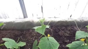 КАК ФОРМИРУЮ РАННИЕ ОГУРЦЫ  Ольга Чернова