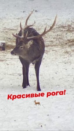 #пятнистый олень #вольер #охота