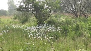 Красота природы/утро/июль/19г