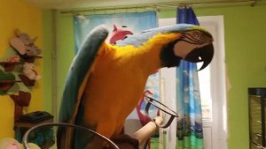 Попугай ара и мочалка