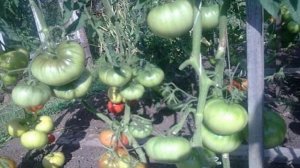 Характеристики и описание томатов сорта Японский краб