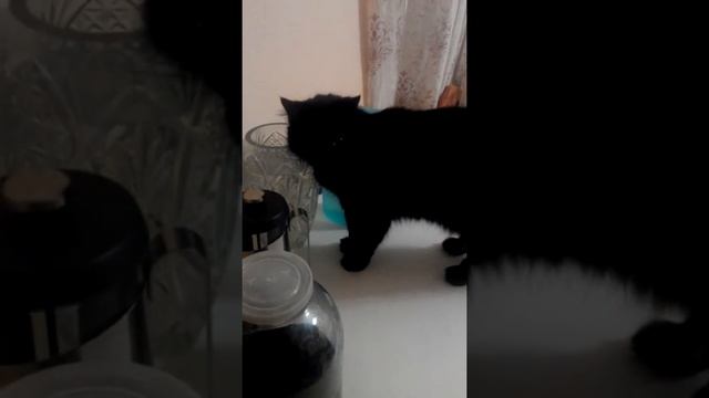 Кошка Маргошка пьёт воду из вазы, а в миске не вкусная. смотреть онлайн