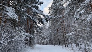 Прогулка по зимнему лесу