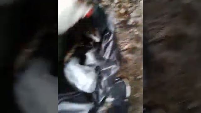 Что такое плоггинг? | What is plogging? смотреть онлайн