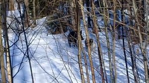 Работа ямтхунда по кабану.