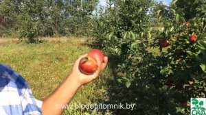 Яблоня сорт Коваленковское