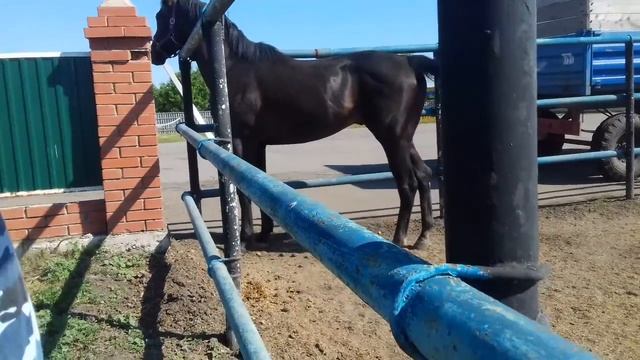 Черный жеребец.☺☺☺😐😐😐