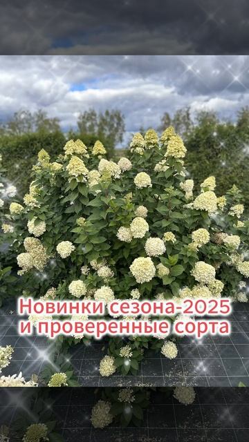 Интернет-магазин Гортензия Shop samara.gortenziya.shop/ начал свою