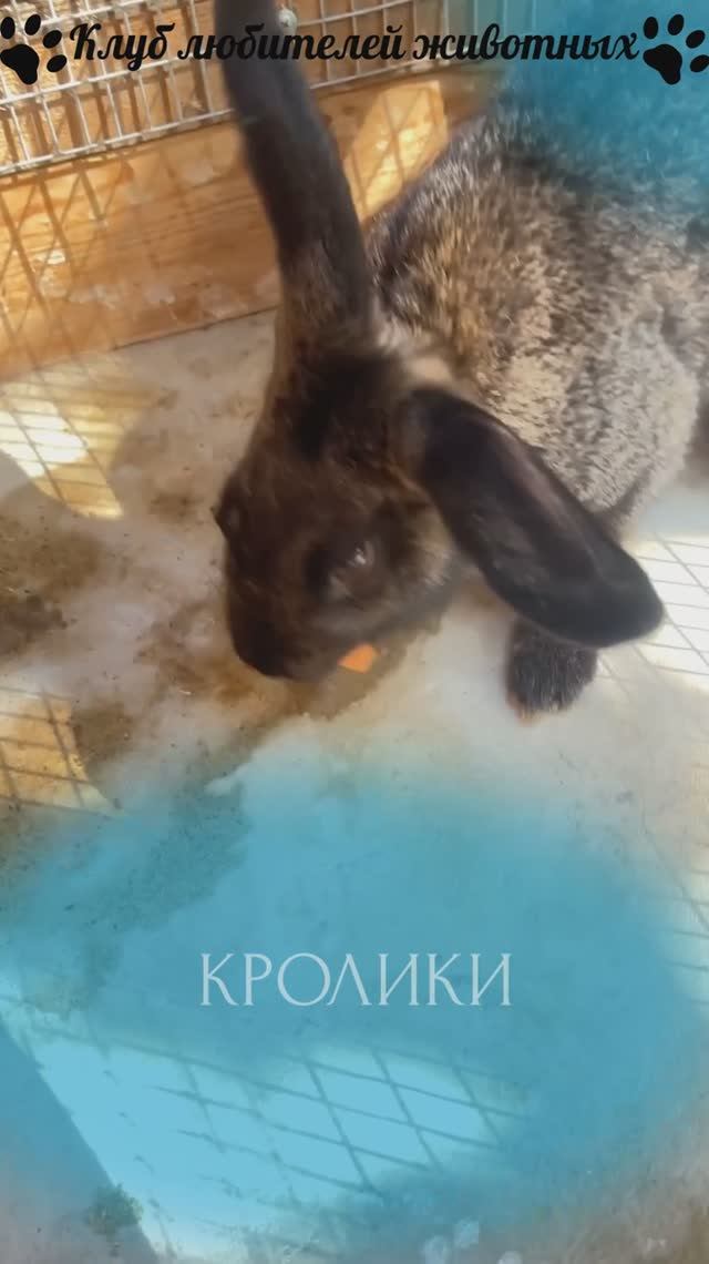 Кролики смотреть онлайн