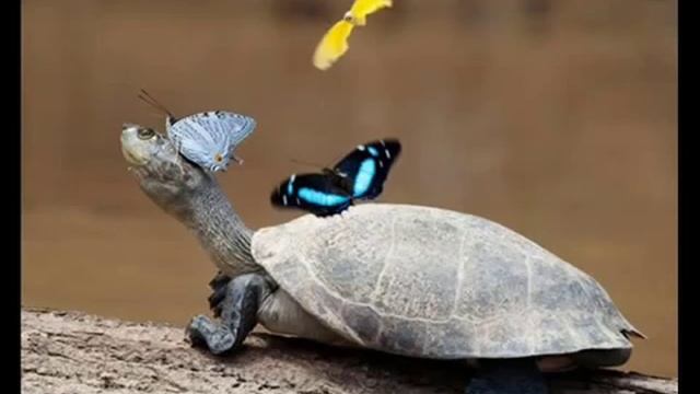 Лесная дискотека