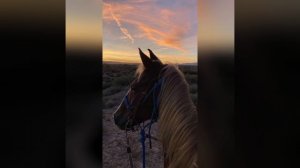 цыганские песни 2024