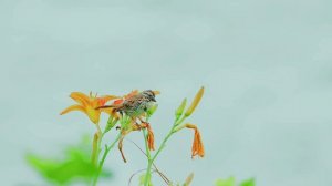 17446596-hd_1920_1080_30fps