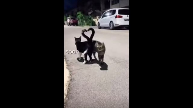 black cat: my bff vanessa Grey cat: me смотреть онлайн