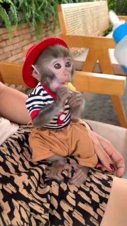 #monkey #trendingshorts #babymonkey #funny #viral #smart #animals #cutebaby #shorts #viralshorts
