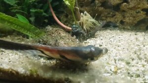 скалярия манакапуру