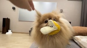 Пара минут из будней со шпицинкой и котом!